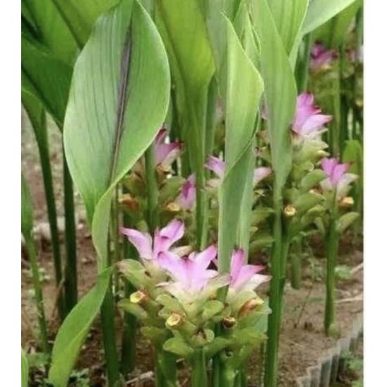

Terlaris Best Bibit Tanaman Kunyit Putih Herbal - Temu Putih Terlaris Bisa Cod