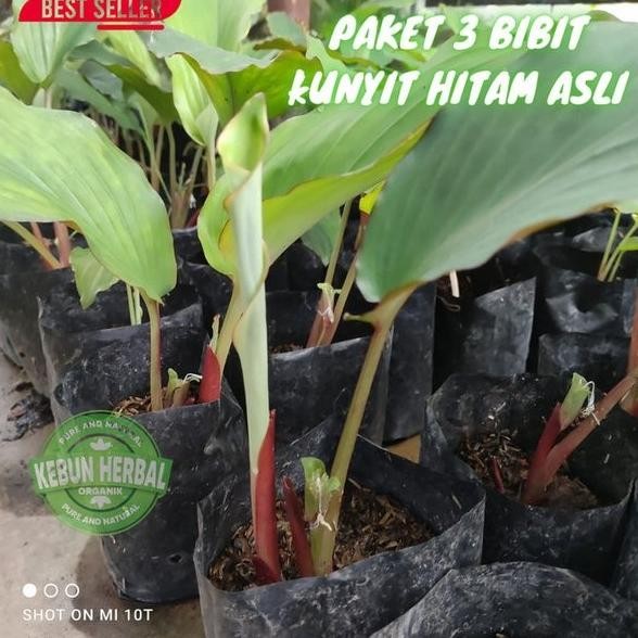 

Terlaris Paket 3 Bibit Kunyit Hitam Asli Kaempferia Parviflora Termurah Murah