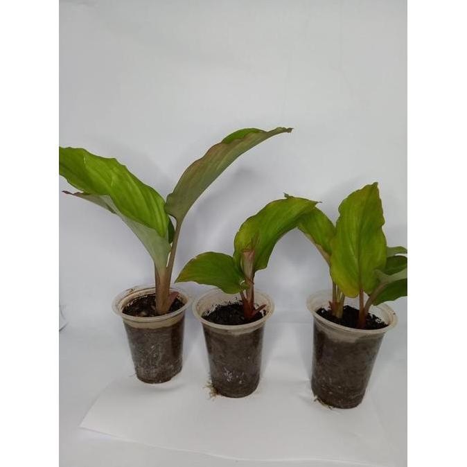

Terlaris Nf_ Bibit Kunyit Hitam Asli Kaempferia Parviflora
