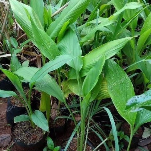 

Terlaris Bibit Kunyit Kuning - Siap Tanam