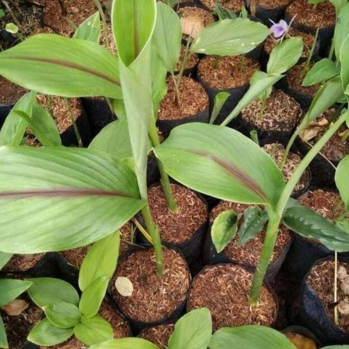 

Terlaris Bibit Temu Putih/Kunyit Putih Sudah Tumbuh Siap Tanam Fa