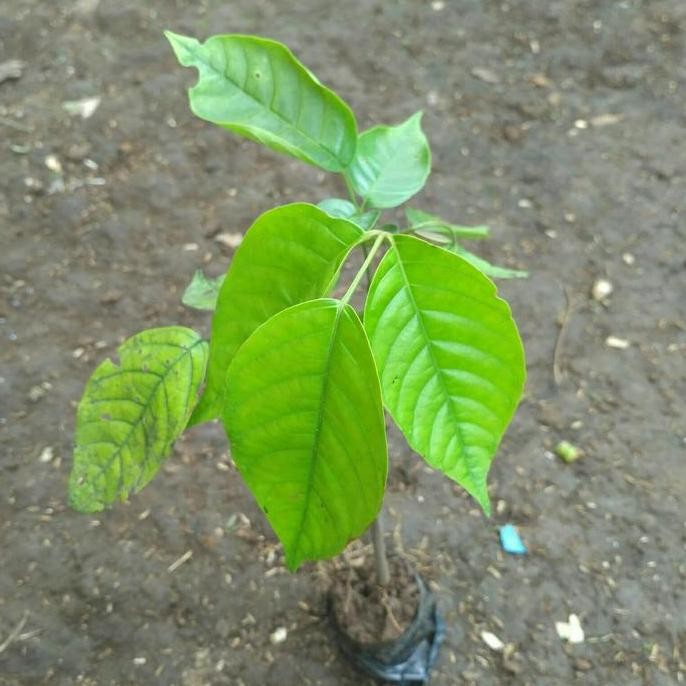 Bibit Tanaman Buah Kecapi Pohon Buah Kecapi