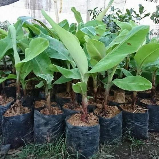 Bibit buah Pisang Kepok - Kultur jaringan UNGGULAN