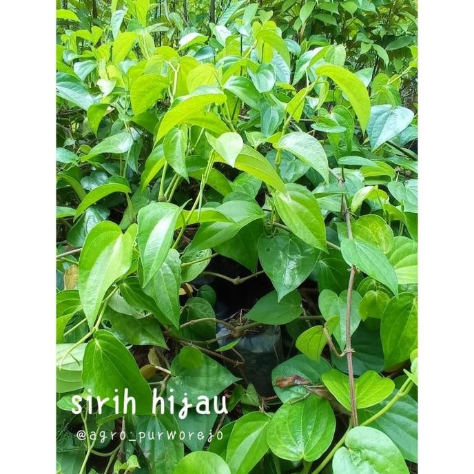 

Terlaris "Jual Berat 250Gr - Bibit Tanaman Sirih Hijau (Herbal Alami) - Berdaun