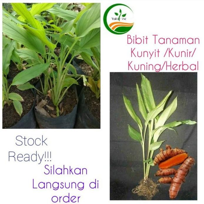 

Terlaris Bibit Tanaman Kunyit | Plus Bonus 1 Pupuk Gratis Gerpgo 5256Pb