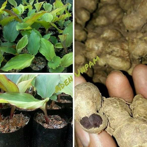 

Terlaris Dijual Bibit Kunyit Hitam Murah