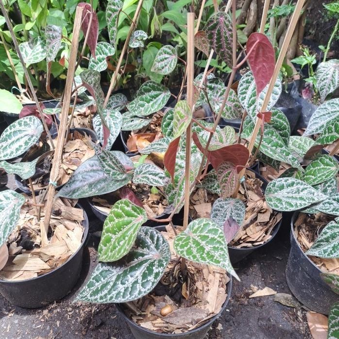 

Terlaris Komplit Bibit Tanaman Sirih Merah