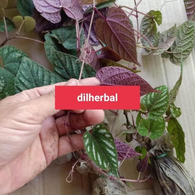 

Terlaris Bibit Tanaman Hias Sirih Keraton Perbibit