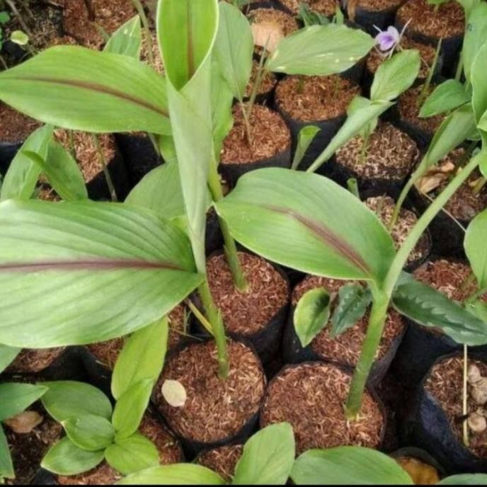 

Terlaris Bibit Kunyit Putih. Kunyit Pres Segar , Tanaman Kunyit Putih, Temu Putih ,/ 1 Bibit