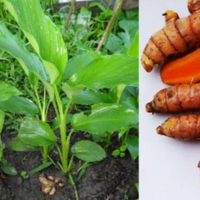 

Terlaris Bibit Tanaman Kunyit/Bibit Kunir Sayur Herbal