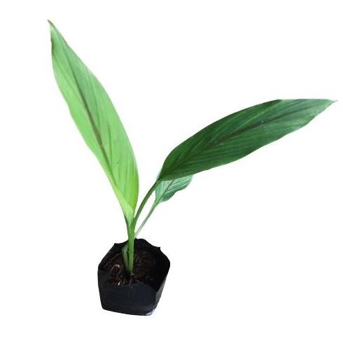 

Terlaris Bibit Kunyit Temu Putih Curcuma Zedoaria