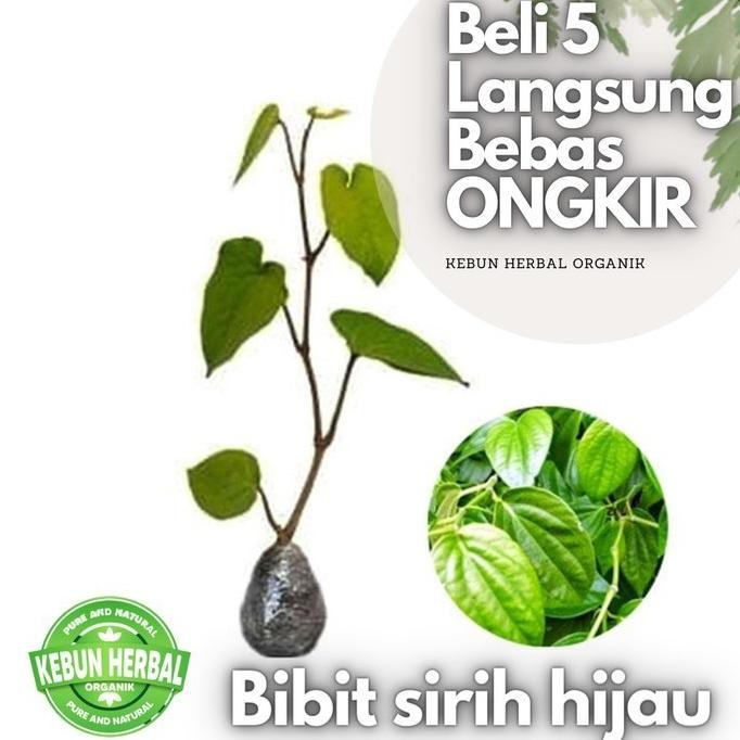 

Terlaris Bibit Sirih Hijau Subur - Tanaman Herbal Wajib Ditanam