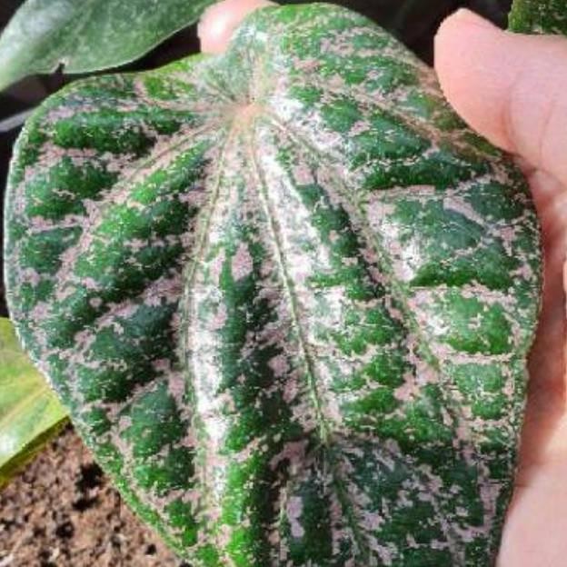 

Terlaris Bibit Pohon Sirih Merah Herbal Organik Nyvtya 1186Vo