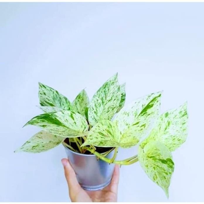 

Terlaris Bibit Tanaman Sirih Gading Marbels Bupwka 9483Tt