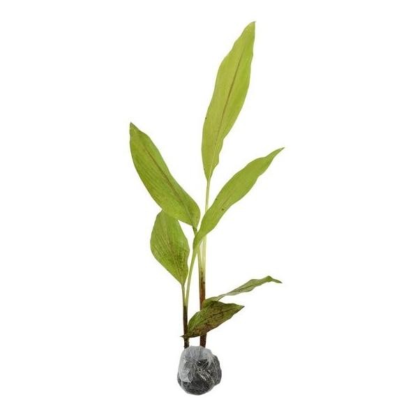 

Terlaris Termurah Ready Bibit Temulawak Kunyit Temu Lawak