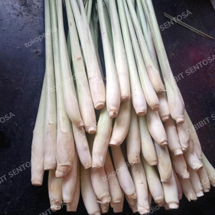 

Terlaris Bibit Pohon Tanaman Sayur Herbal Sereh Putih Sereh Merah - Merah