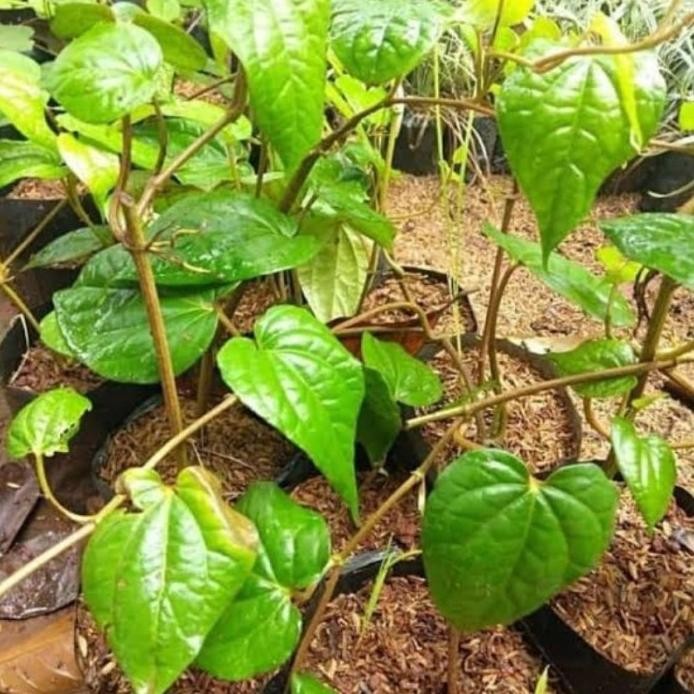 

Terlaris Bibit Tanaman Herbal Daun Sirih Hijau Herbal Roglri 3205Rv