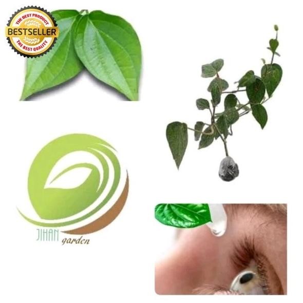 

Terlaris Bibit Daun Sirih Hijau-Tanaman Pohon Herbal
