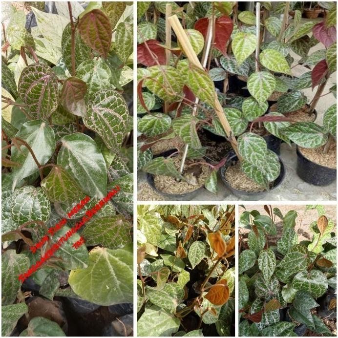 

Terlaris Bibit Tanaman Daun Sirih Merah Sangat Bagus Untuk Kesehatan ( Herbal )
