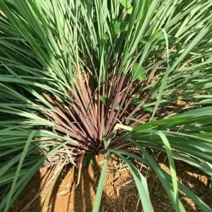 

Terlaris Bibit Sereh Wangi 1 Kg Siap Tanam