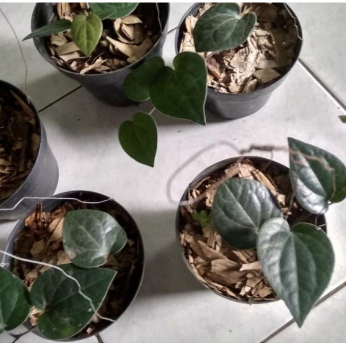 

Terlaris Paket 3 Bibit Tanaman Daun Sirih Merah Hijau Hitam Pohon Obat Herbal