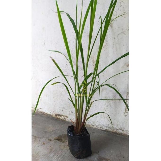 

Terlaris Bibit Tanaman Serai Dapur / Sereh Bumbu Dapur