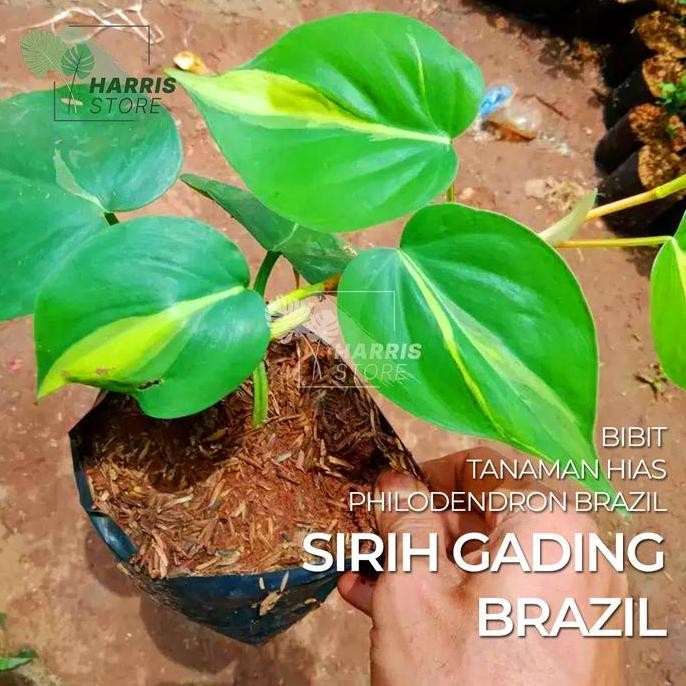 

Terlaris Bibit Tanaman Hias Rambat Sirih Gading Brazil / Philo Brazil
