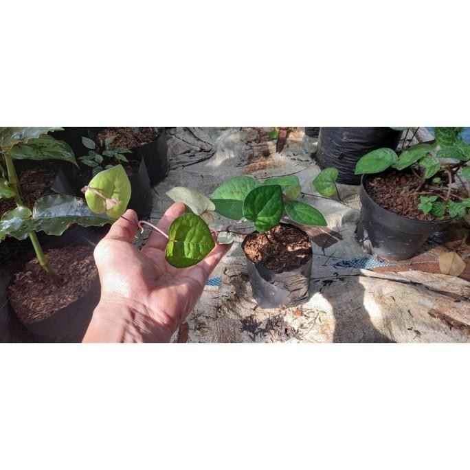 Terlaris Sirih Hitam - Bibit Pohon Daun Sirih Hitam
