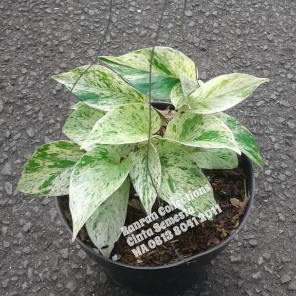 

Terlaris Bibit Tanaman Hias Gantung Sirih Gading Belandaputih White Variegata