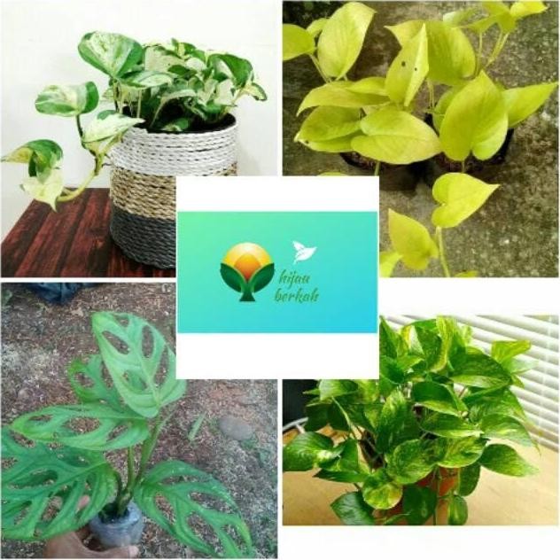 

Terlaris New Paket Bibit Tanaman Sirih Hias Gantung/Paket Hemat