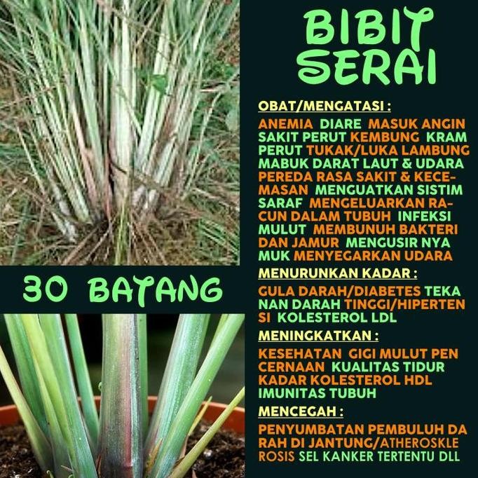 

Terlaris 1 Rumpun 30 Batang Bibit Tanaman Serai Sereh Sere Organik Siap Tanam