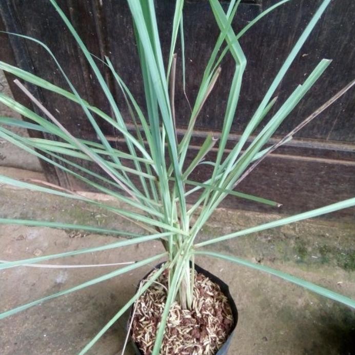 

Terlaris Bibit Tanaman Pohon Sereh//Pohon Bumbu Masak.
