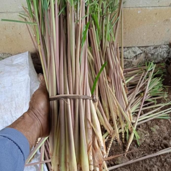

Terlaris Bibit Batang Sereh Wangi/Sereh Merah/Sereh Lanang 250 Gram