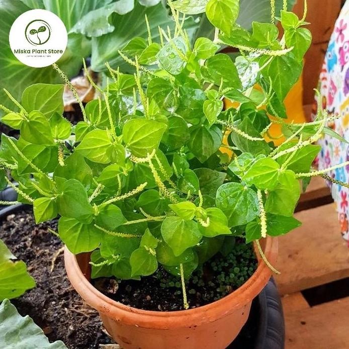 

Terlaris Bibit Herbal Daun Suruhan / Sirih Cina / Bawang Bawangan / Ketumpang Air / Tumpangan Air / Suruh Suruhan / Peperomia Pellucida