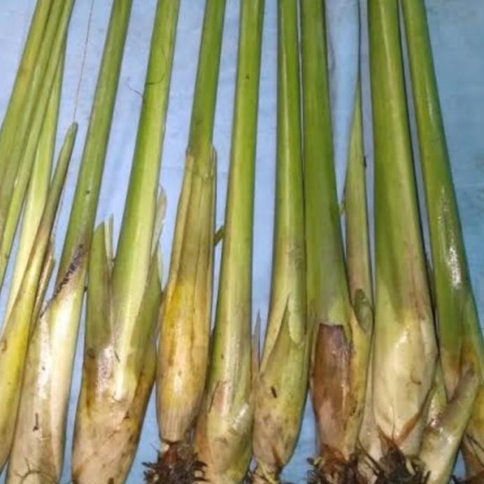 

Terlaris Bibit Sereh Gajah Sereh Bangkok Sereh Jumbo Isi 20 Bibit