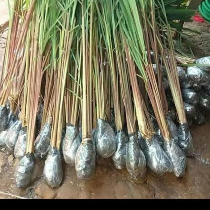 

Terlaris Bibit Pohon Sereh Merah Paket Hemat 10 Sereh Merah/Wangi