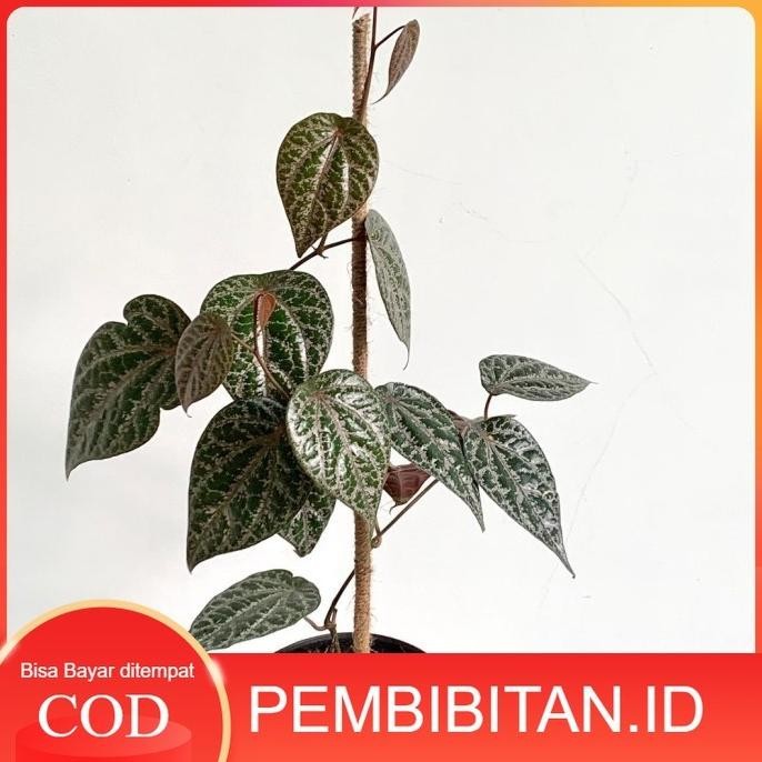 

Terlaris Bibit Daun Sirih Merah Rambat