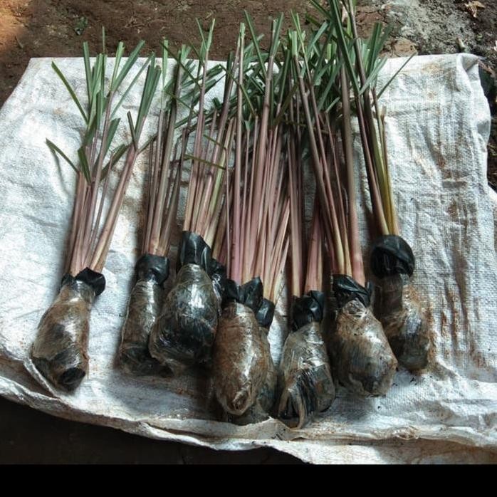 

Terlaris Bibit Sereh Wangi