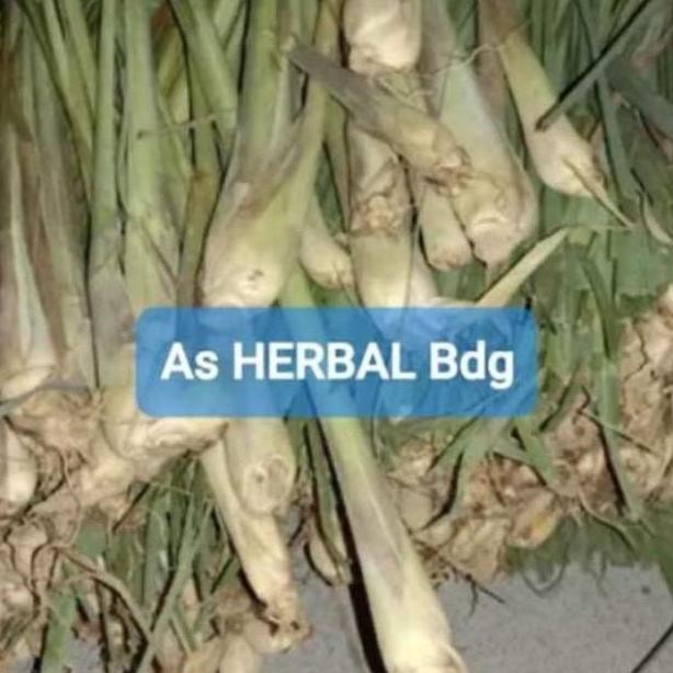 

Terlaris Bibit Sereh Gajah - Bibit Sereh Bangkok Sereh Jumbo Isi 10 Batang