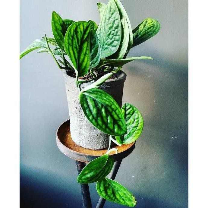 

Terlaris Bibit Tanaman Hias Philo Sirih - Monstera Karstenianum