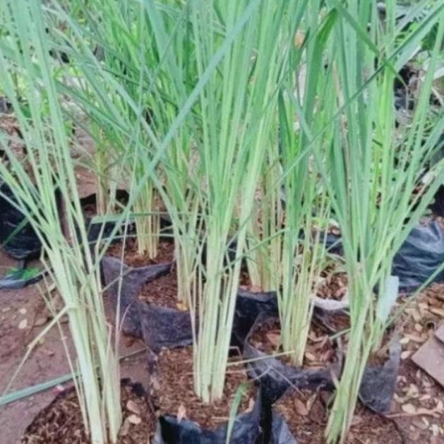 

Terlaris Bibit Sereh Hijau Sereh Sayur Isi 10 Pcs