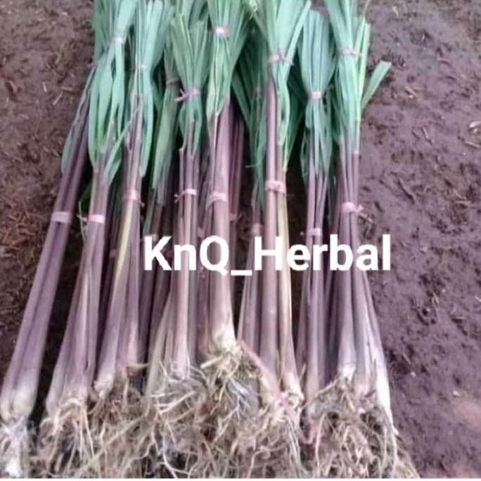 

Terlaris Bibit Sereh Merah 1Kg Serai Wangi Serai Lanang Asli Siap Tanam