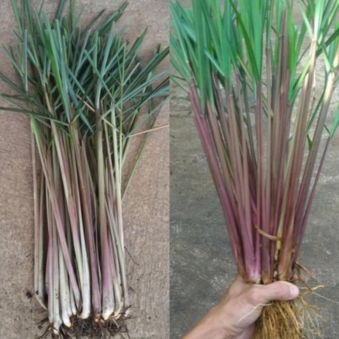 

Terlaris Cod Bibit Sereh Merah Serai Lanang Siap Tanam Harga Perbatang Fa