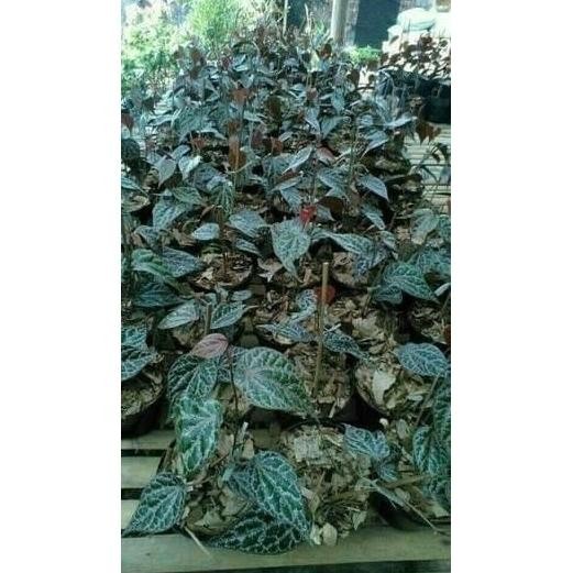 

Terlaris Terbaik 75 Bibit Sirih Merah