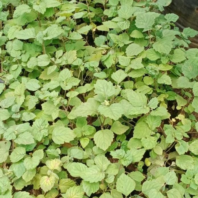 

Terlaris Paket ,75 Bibit Nilam Dan 100Bibit Sereh Wangi