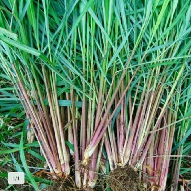 

Terlaris Bibit Tanaman Sereh Bumbu Masak