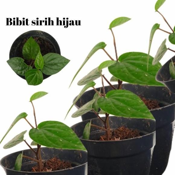 

Terlaris Bibit Tanaman Daun Sirih Hijau (Obat Herbal)
