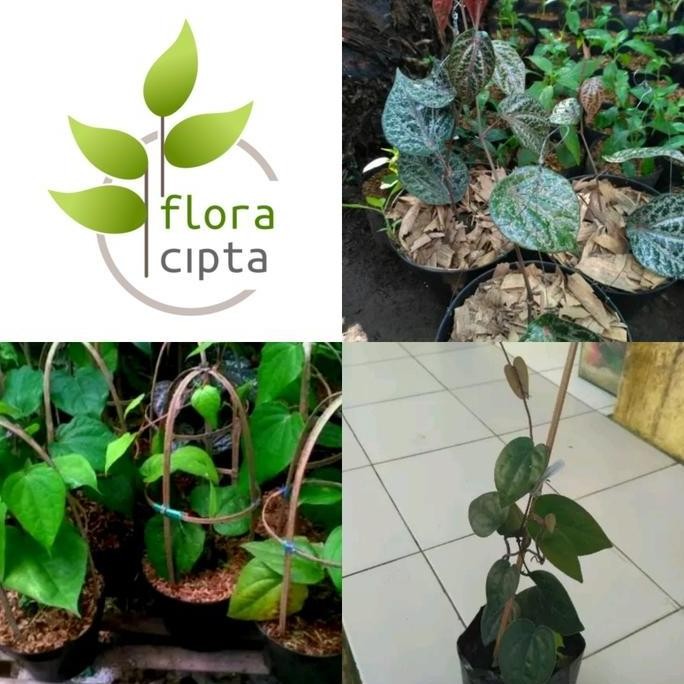 

Terlaris Paket 3 Bibit Tanaman Daun Sirih (Obat Herbal)