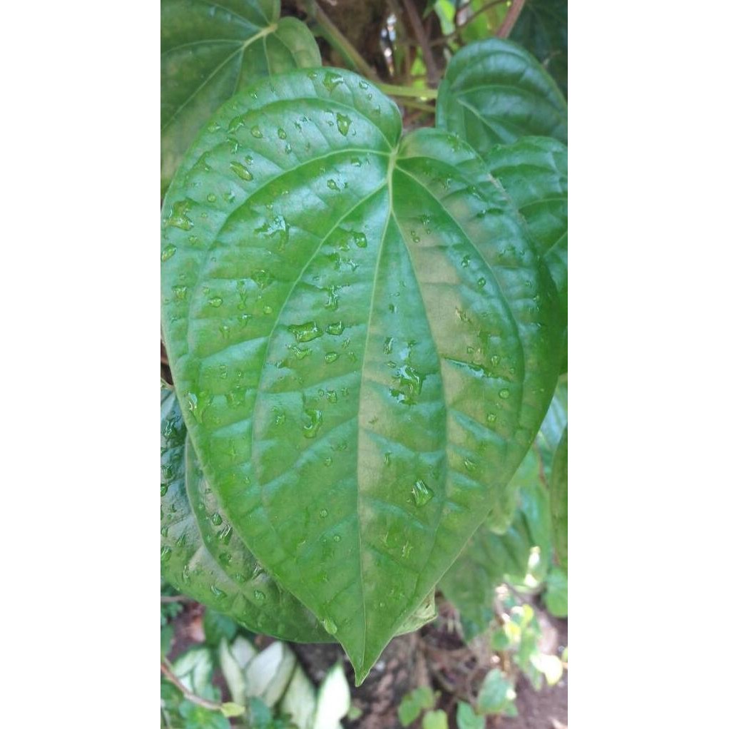 

Terlaris Terlaris Daun Sirih Hijau / Bunga / Bibit / Kembang / Tanaman / Hias /