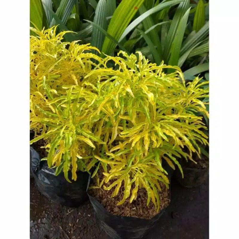 

Promo Hemat Philo Lemon Wenlandy Brocoli Gold Threecollor